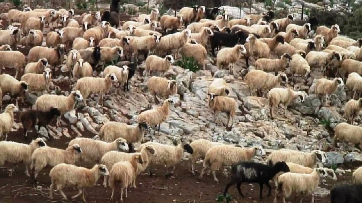 Η Ελλάδα ανακτά το επίσημο καθεστώς χώρας απαλλαγμένης από την πανώλη μικρών μηρυκαστικών, τονίζει το Υπουργείο Αγροτικής Ανάπτυξης