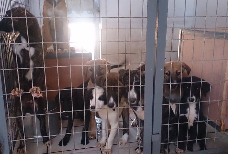 Δήμος Θήρας: Προχωρά στην αγορά ακινήτου για τη δημιουργία καταφυγίου αδέσποτων ζώων
